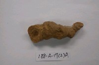 藏品(珊瑚化石)的圖片